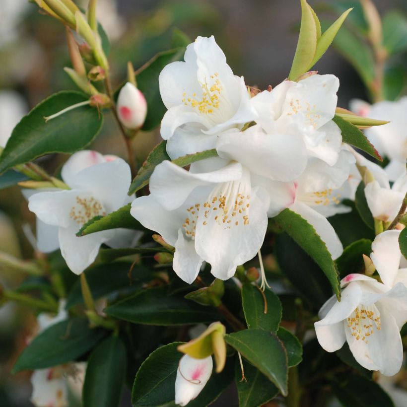 Camellia transnokoensis (Fioritura)