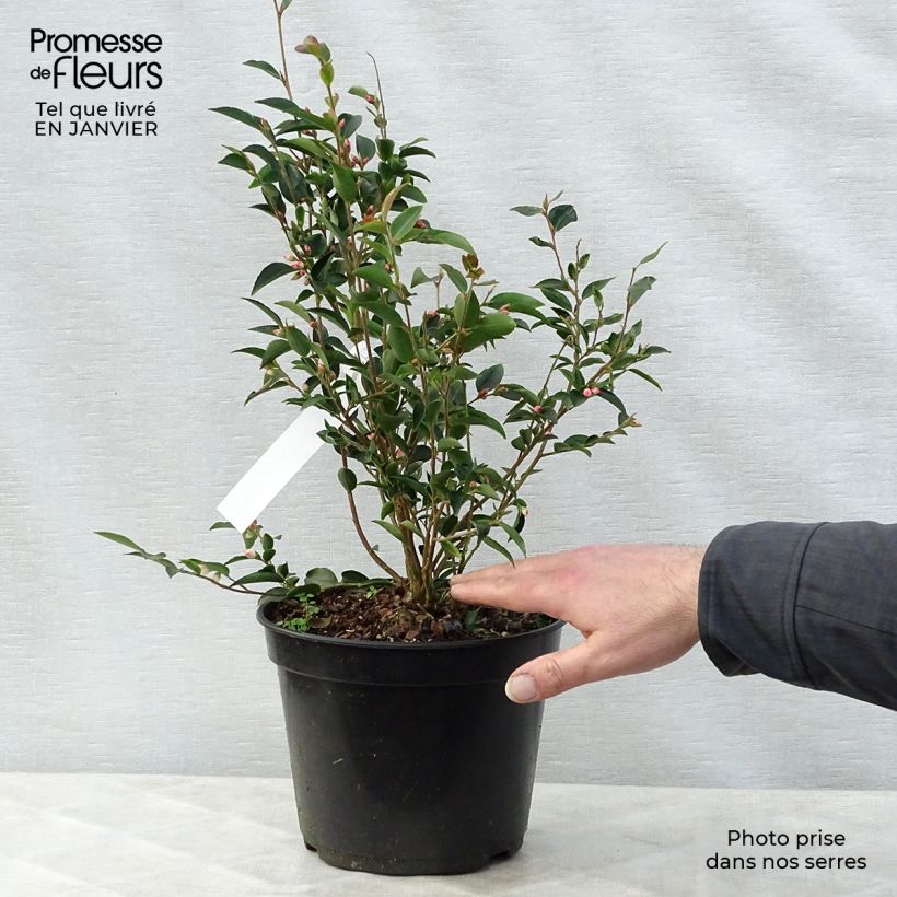 Camellia transnokoensis - Camélia botanique Pot de 4L/5L esemplare consegnato in inverno