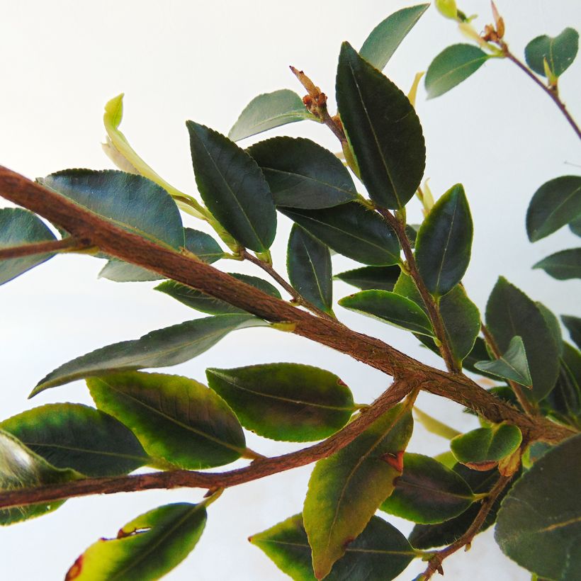 Camellia transnokoensis (Fogliame)