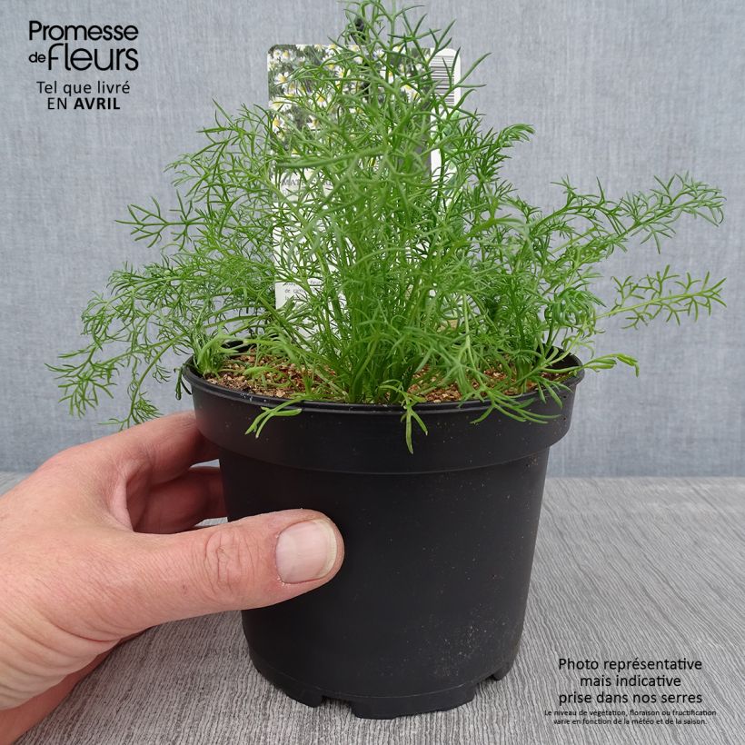 Camomille allemande - Matricaria recutita (chamomilla) Pot de 1,5L/2L esemplare consegnato in primavera