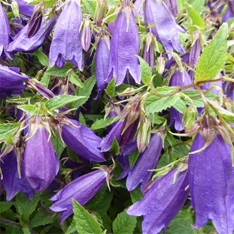 Campanula takesimana Ringsabell Indigo Blue (Fioritura)