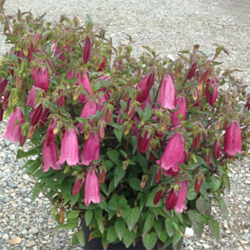 Campanula takesimana Ringsabell Mulberry Rose (Porto)