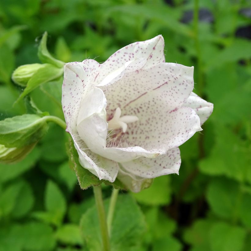 Campanula punctata Wedding Bells (Fioritura)