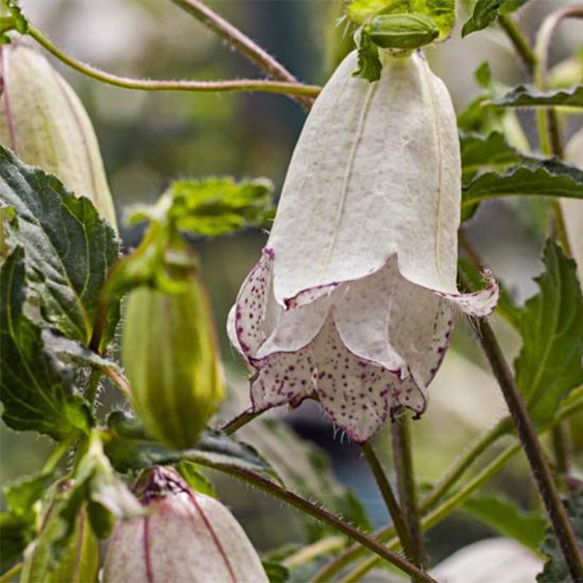 Campanula punctata Milky Way (Fioritura)