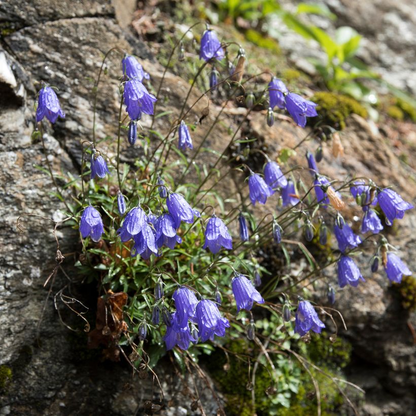 Campanula cochleariifolia - Campanula dei ghiaioni (Porto)