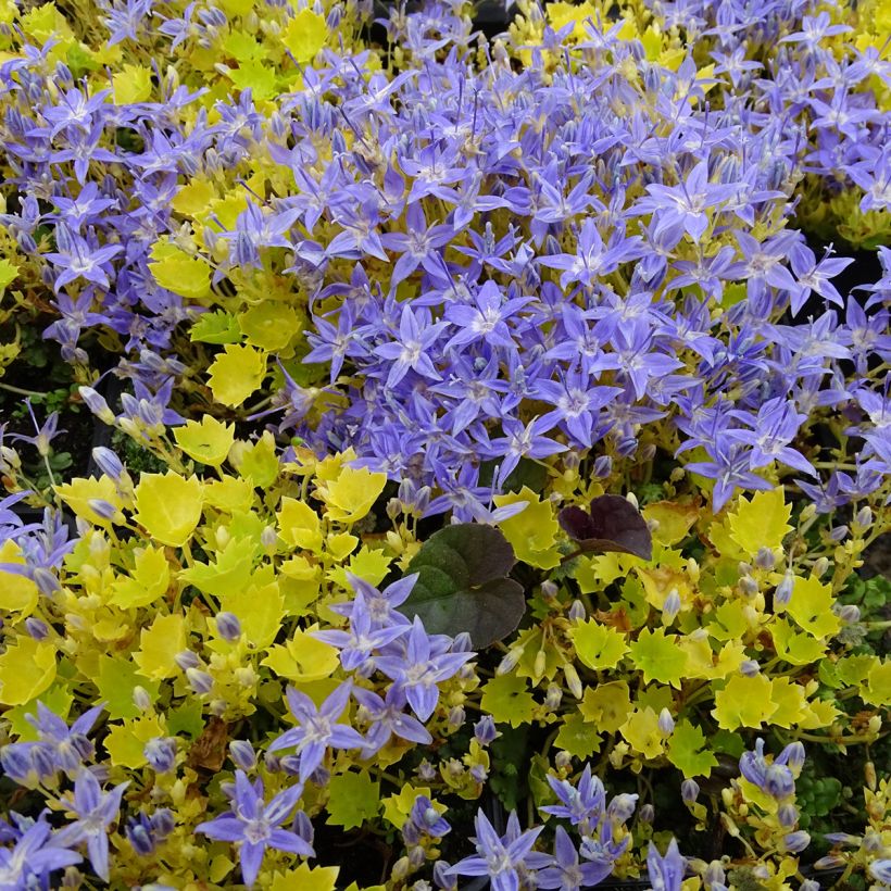 Campanula garganica Dickson's Gold - Campanula del Gargano (Porto)