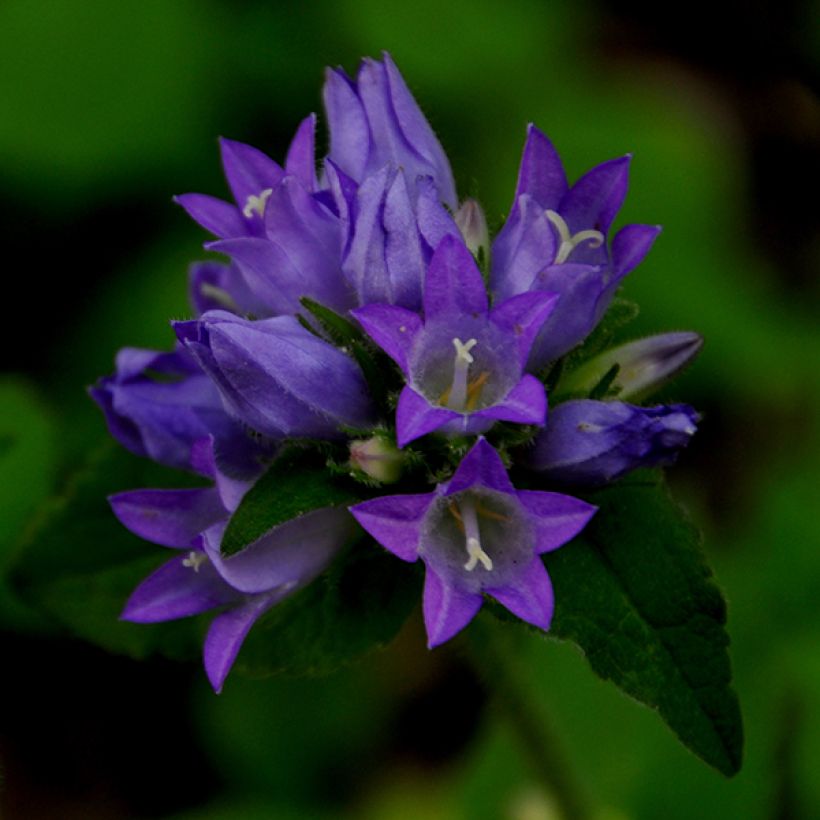 Campanula glomerata var. acaulis - Campanula agglomerata (Fioritura)