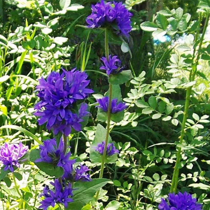 Campanula glomerata var. acaulis - Campanula agglomerata (Porto)