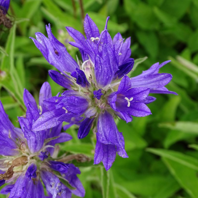 Campanula glomerata Genti Twisterbell - Campanula agglomerata (Fioritura)