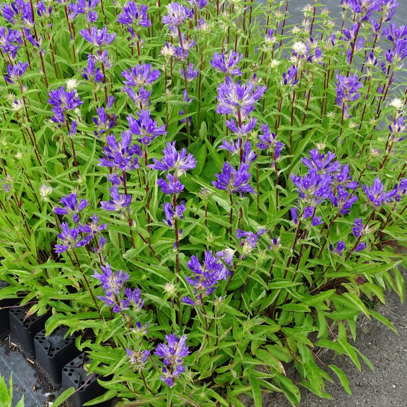 Campanula glomerata Genti Twisterbell - Campanula agglomerata (Porto)