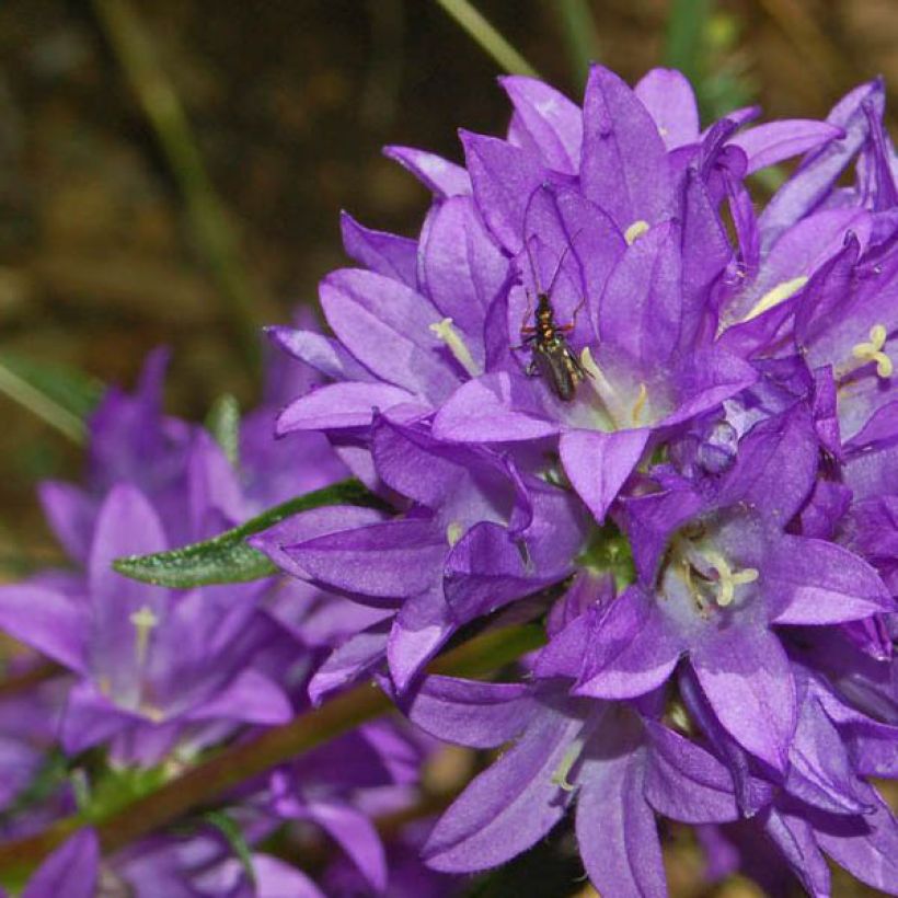 Campanula glomerata Superba - Campanula agglomerata (Fioritura)