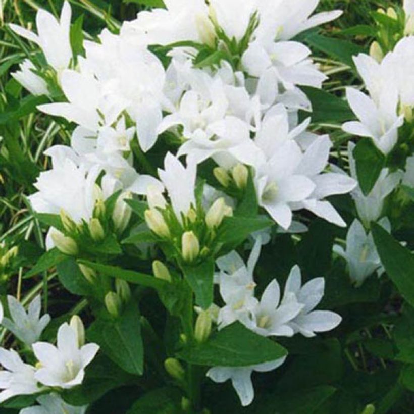 Campanula glomerata Alba - Campanula agglomerata (Fioritura)