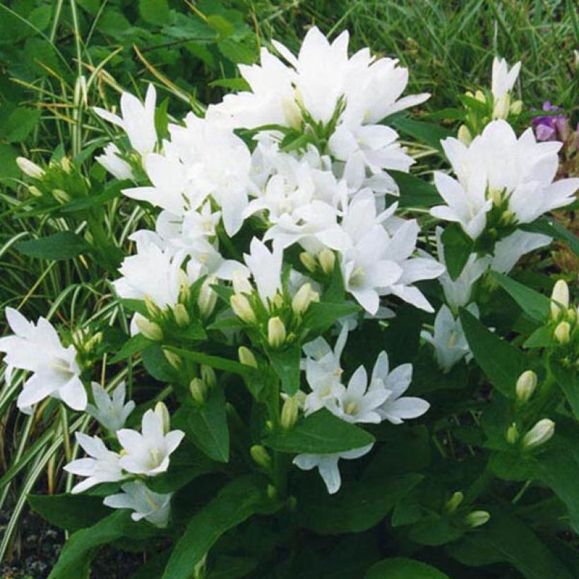 Campanula glomerata Alba - Campanula agglomerata (Porto)