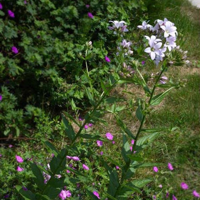 Campanula lactiflora Loddon Anna (Porto)