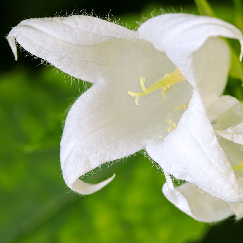 Campanula lactiflora White Pouffe (Fioritura)