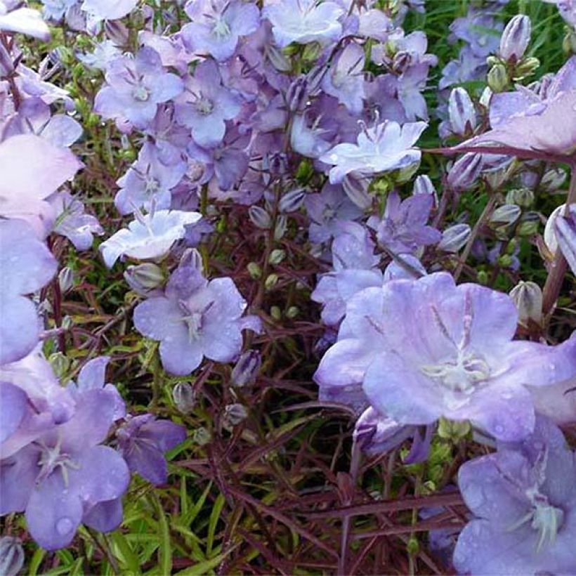 Campanula persicifolia Hidcote Amethyst - Campanula con foglie di pesco (Fioritura)