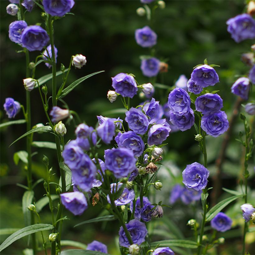 Campanula persicifolia La Belle - Campanula con foglie di pesco (Fioritura)