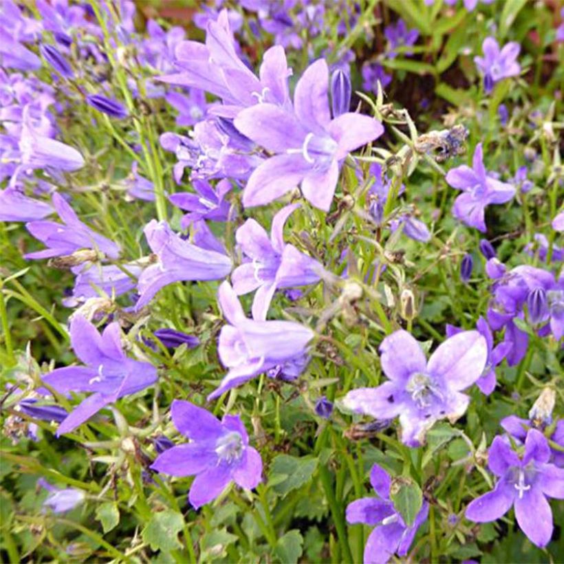 Campanula poscharskyana Resholt Variety - Campanula serba (Fioritura)