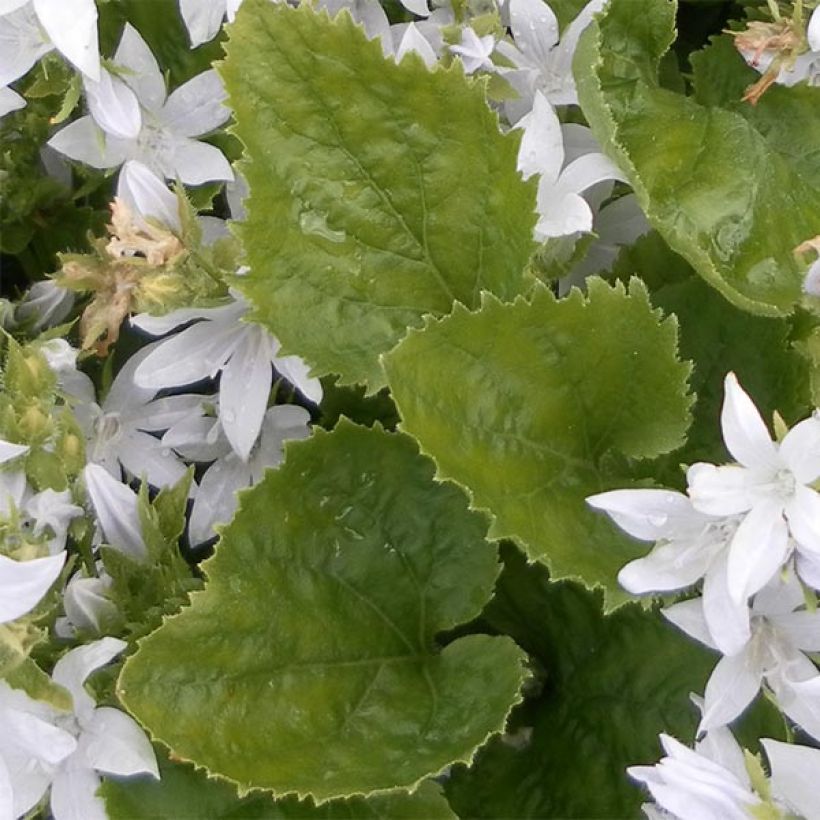 Campanula poscharskyana E.H. Frost - Campanula serba (Fogliame)