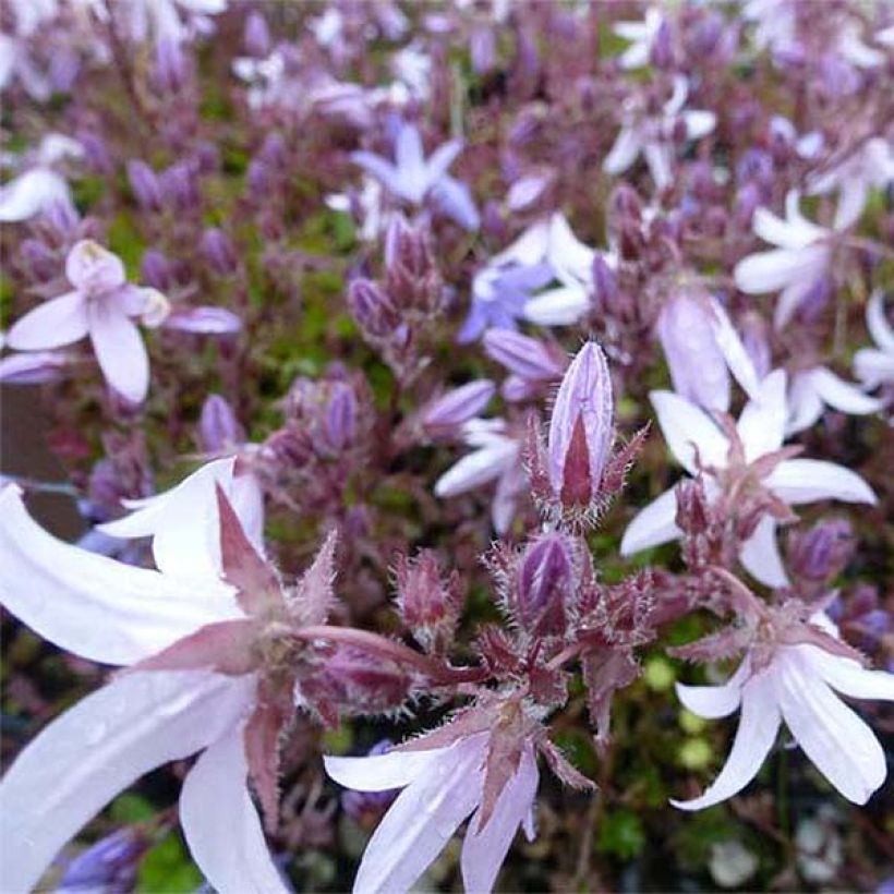 Campanula poscharskyana Lisduggan Variety - Campanula serba (Fioritura)