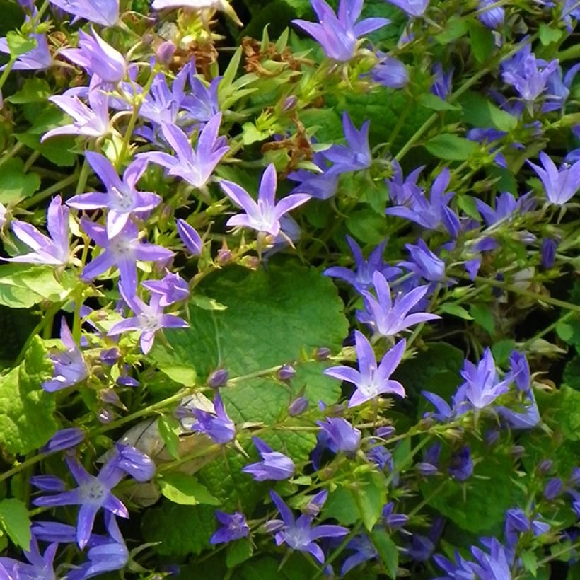 Campanula poscharskyana Stella - Campanula serba (Fioritura)