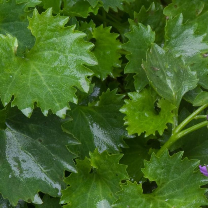 Campanula poscharskyana - Campanula serba (Fogliame)