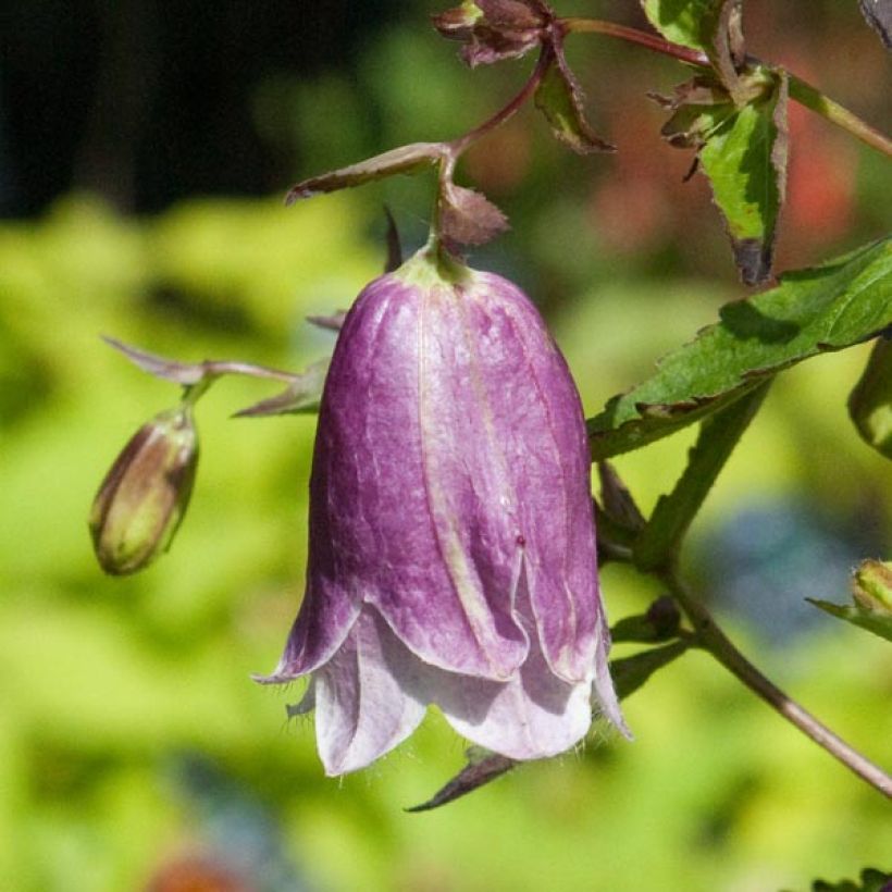 Campanula Pantaloons (Fioritura)