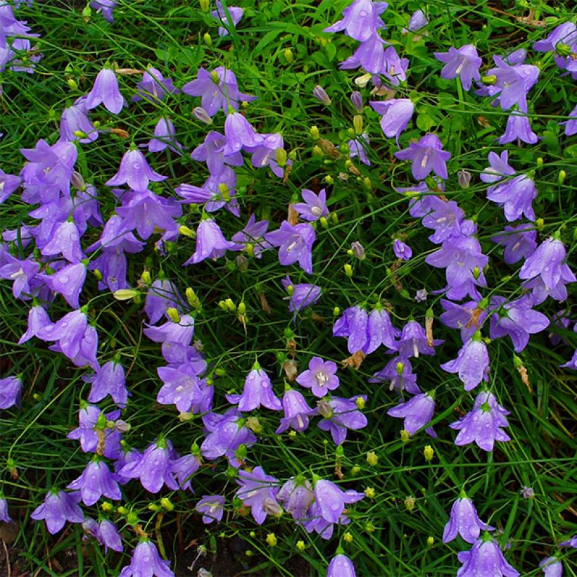 Campanula rotundifolia - Campanula soldanella (Fioritura)