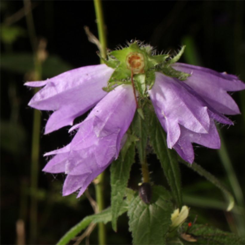 Campanula trachelium - Campanula selvatica (Fioritura)