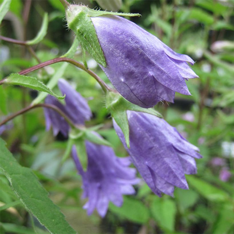 Campanula trachelium Bernice - Campanula selvatica (Fioritura)