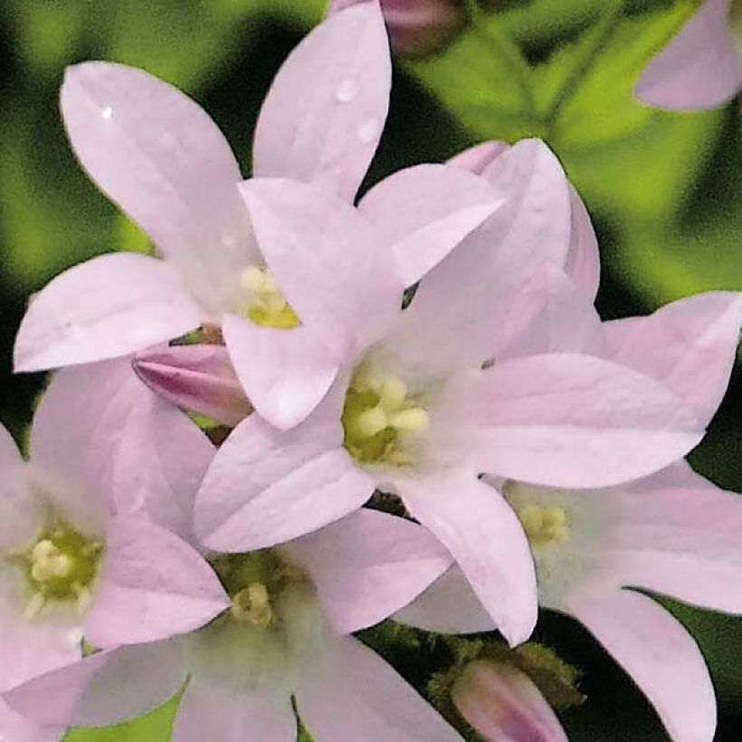 Campanula lactiflora Loddon Anna (Fioritura)