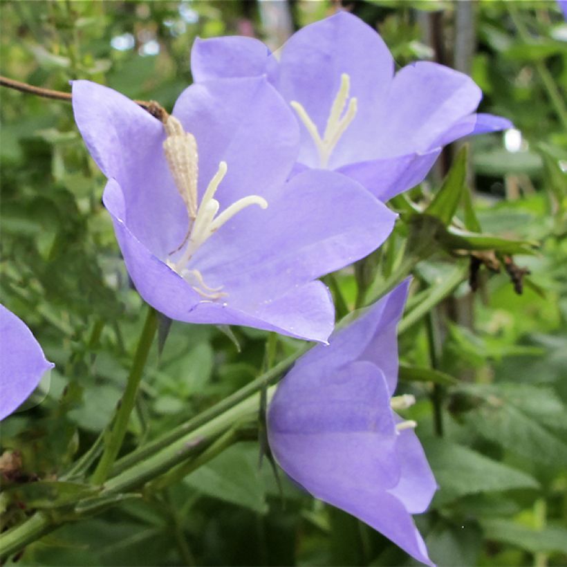 Campanula Norman Grove (Fioritura)