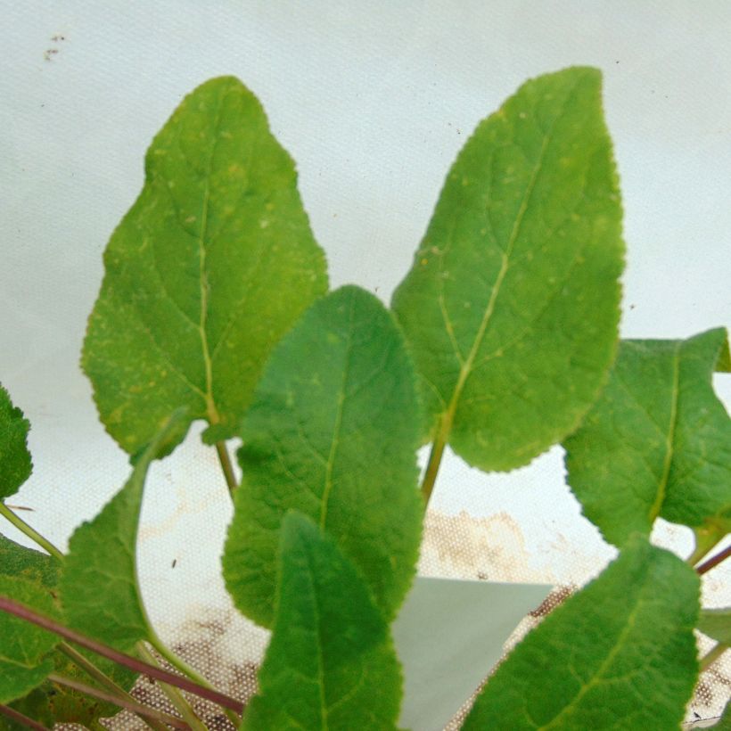 Campanula glomerata Superba - Campanula agglomerata (Fogliame)