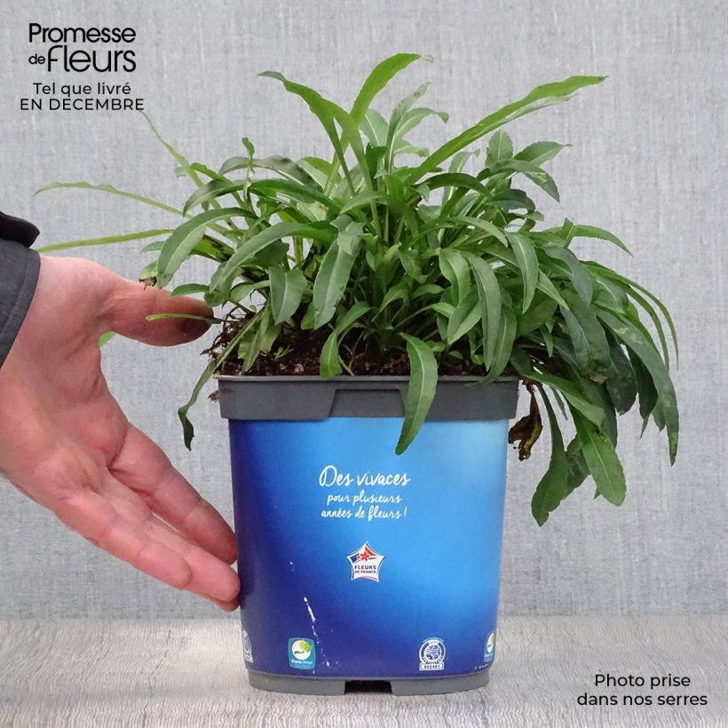 Campanule à feuilles de pêcher - Campanula persicifolia blue en pot de 2 litres esemplare consegnato in inverno