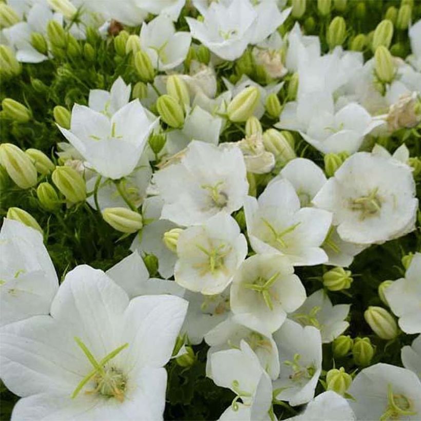 Campanula carpatica Clips White - Campanula dei Carpazi (Fioritura)