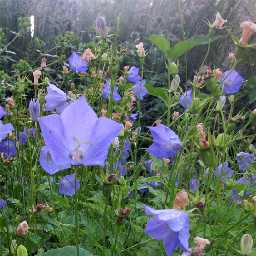 Campanula carpatica Molly Pinsent - Campanula dei Carpazi (Fioritura)