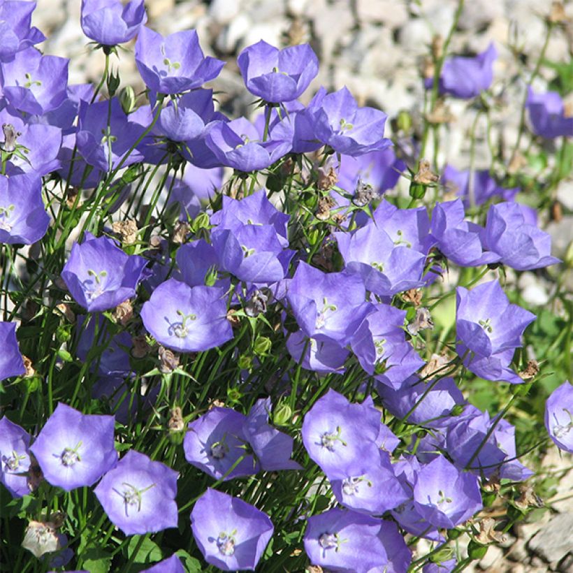 Campanula carpatica Molly Pinsent - Campanula dei Carpazi (Porto)