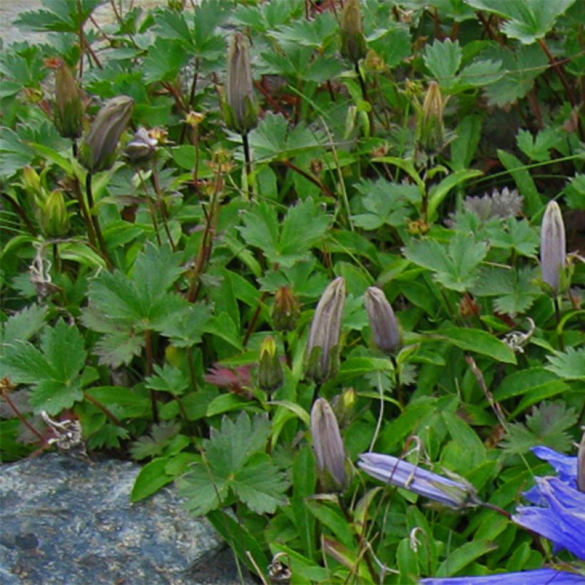 Campanula chamissonis Major (Fogliame)