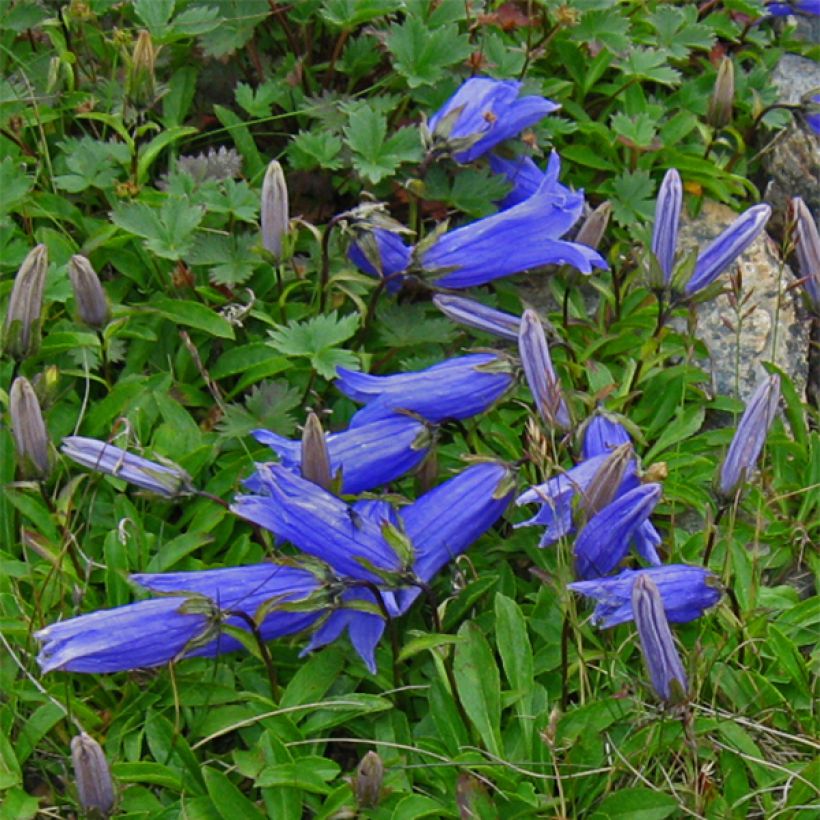 Campanula chamissonis Major (Fioritura)