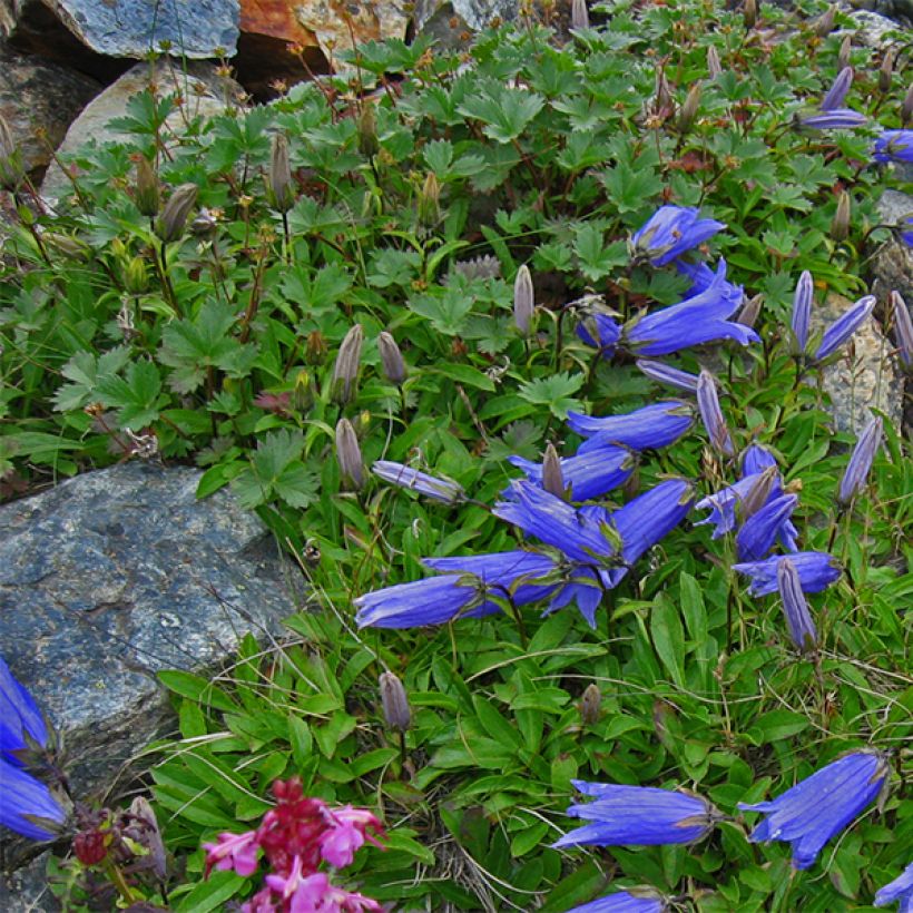 Campanula chamissonis Major (Porto)