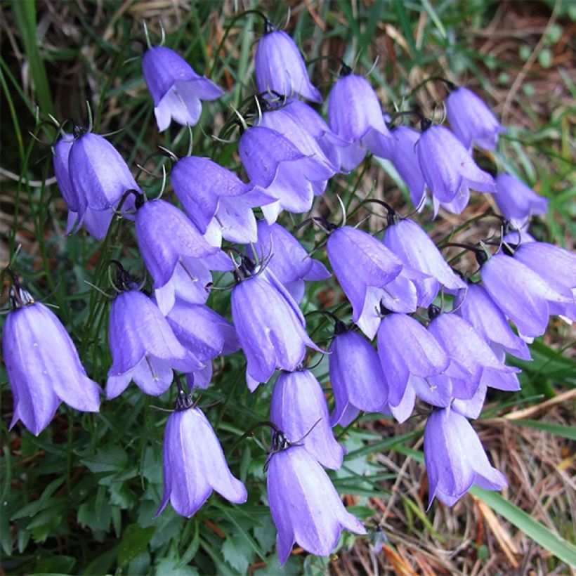 Campanula cochleariifolia - Campanula dei ghiaioni (Fioritura)