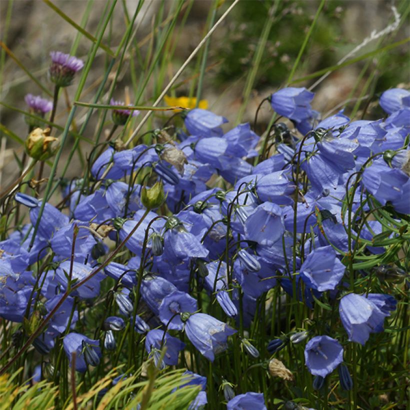 Campanula cochleariifolia Bavaria Blue - Campanula dei ghiaioni (Fioritura)