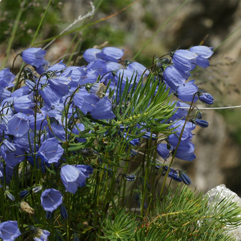 Campanula cochleariifolia Bavaria Blue - Campanula dei ghiaioni (Porto)