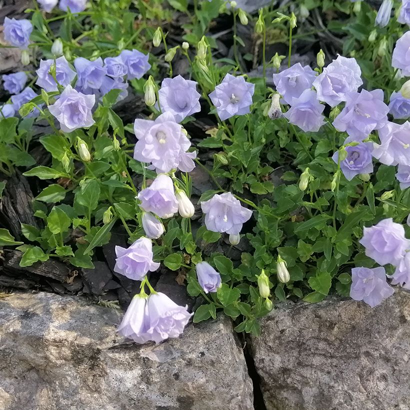 Campanula cochleariifolia Elizabeth Oliver - Campanula dei ghiaioni (Porto)