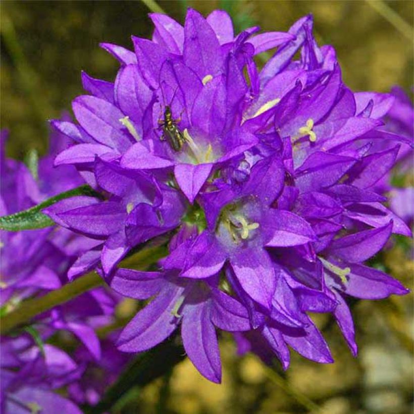 Campanula glomerata Joan Elliot - Campanula agglomerata (Fioritura)