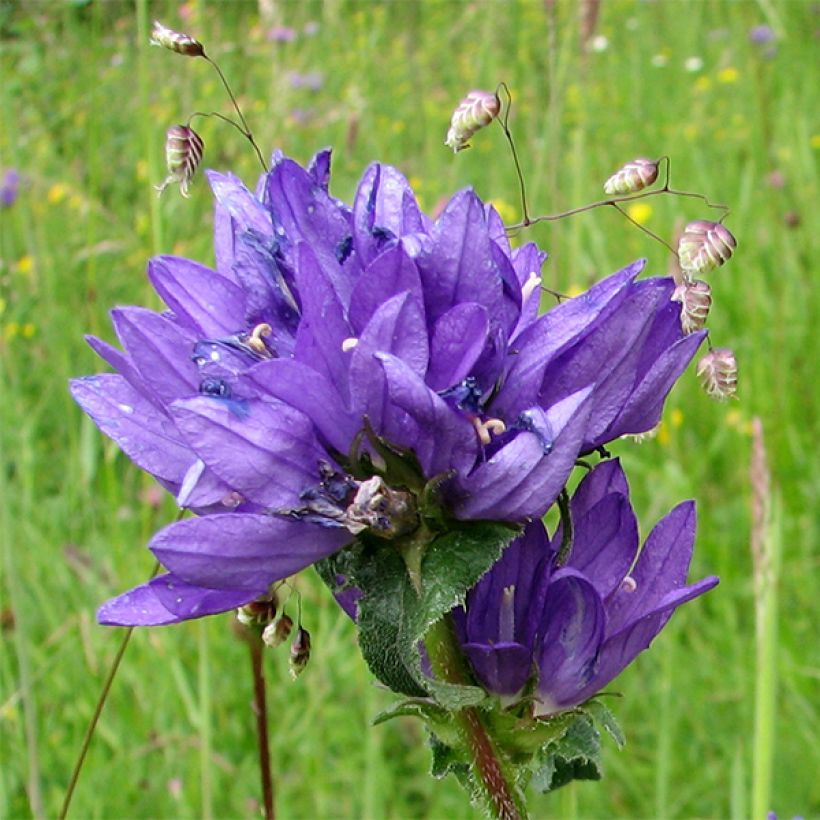 Campanula glomerata var. dahurica - Campanula agglomerata (Fioritura)