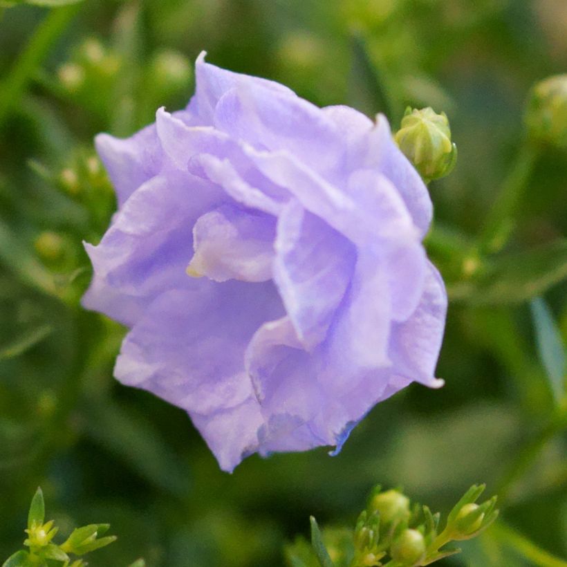 Campanula haylodgensis Plena (Fioritura)