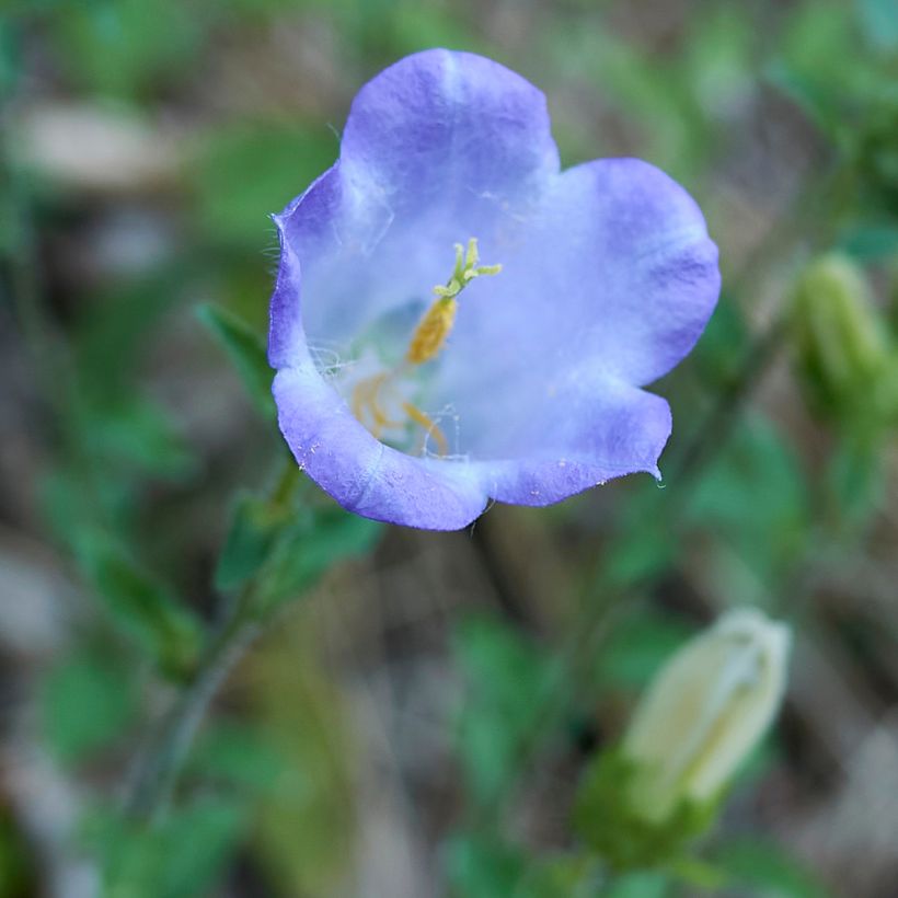 Campanula haylodgensis Yvonne (Fioritura)