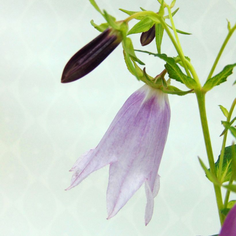 Campanula punctata Iridescent Bells (Fioritura)