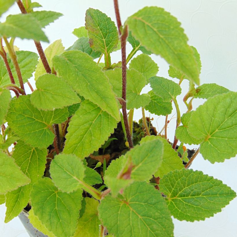 Campanula takesimana Ringsabell Mulberry Rose (Fogliame)